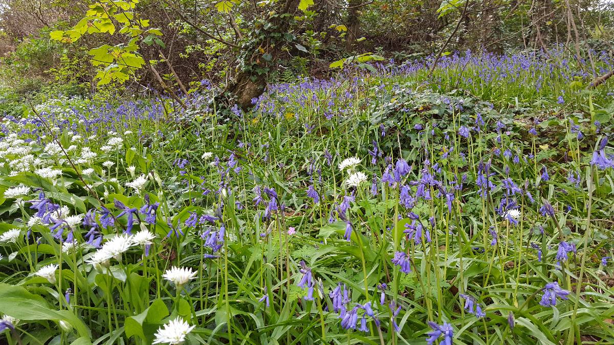 Blue bells and wild flowers