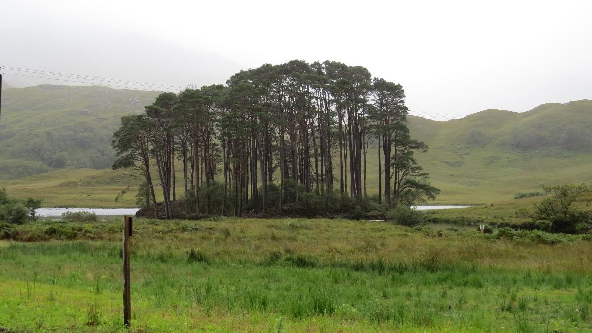 Bluffs of trees Scotland