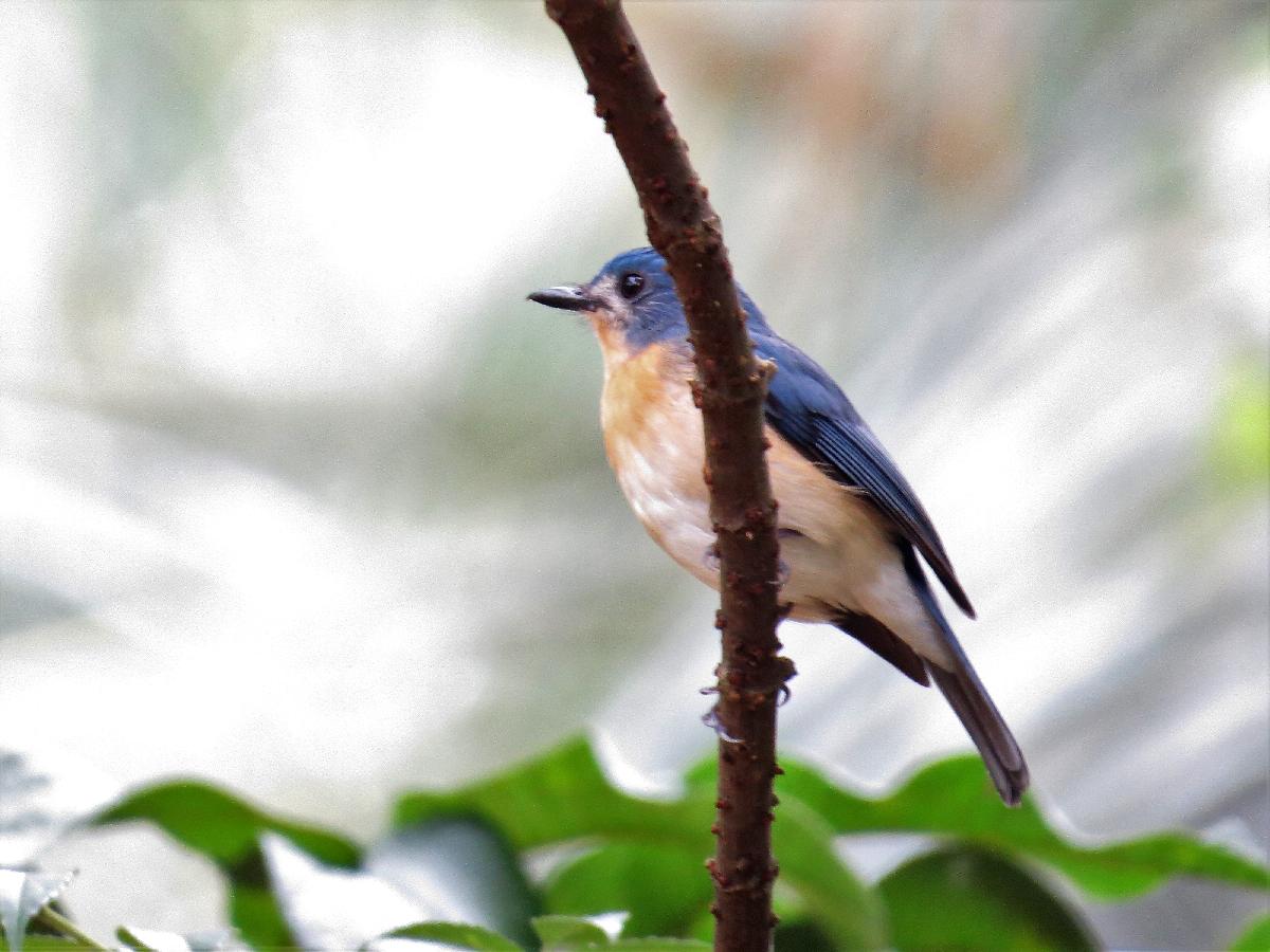 Slaty-blue flycatcher