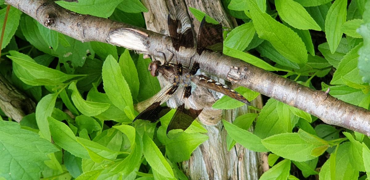 Common whitetail dragonfly 