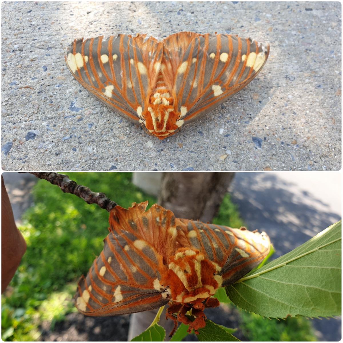 Regal moth or royal walnut moth