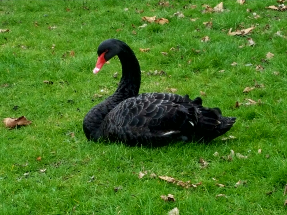 Black swan