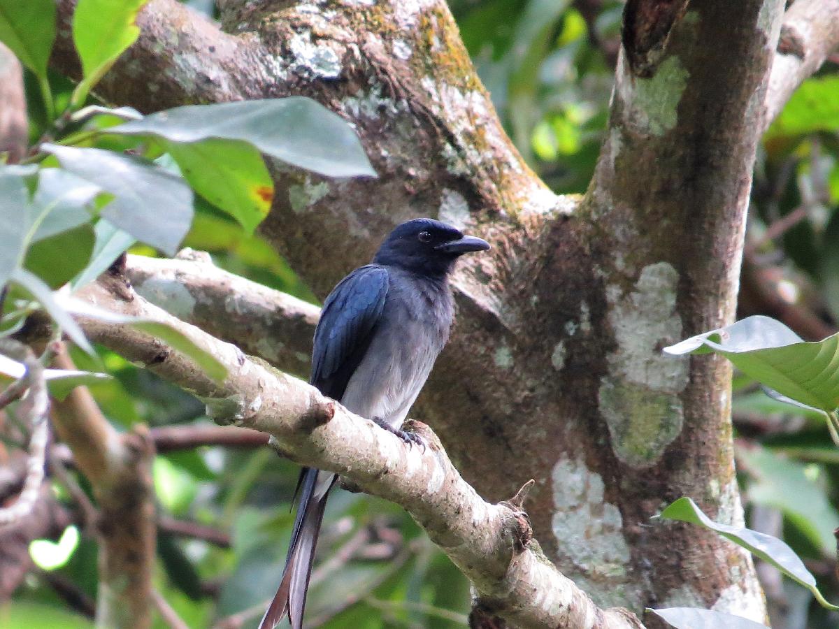 drongo