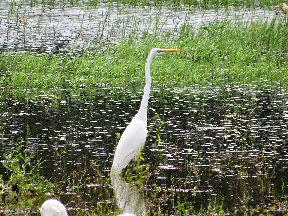 Great egret