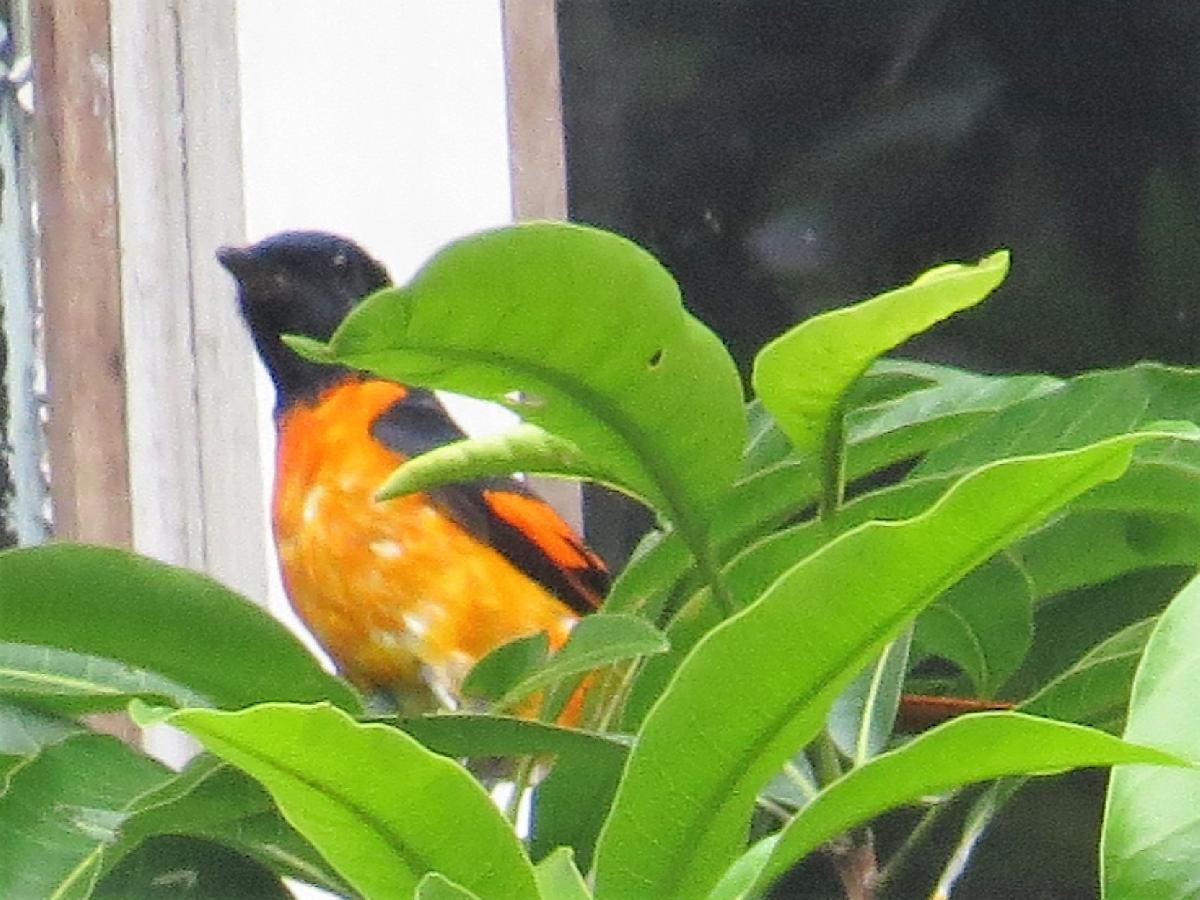 Orange minivet