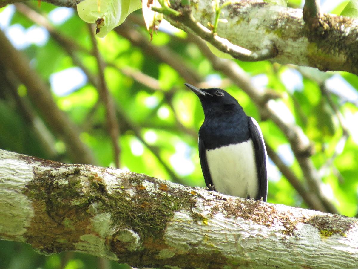 Oriental magpie-robin