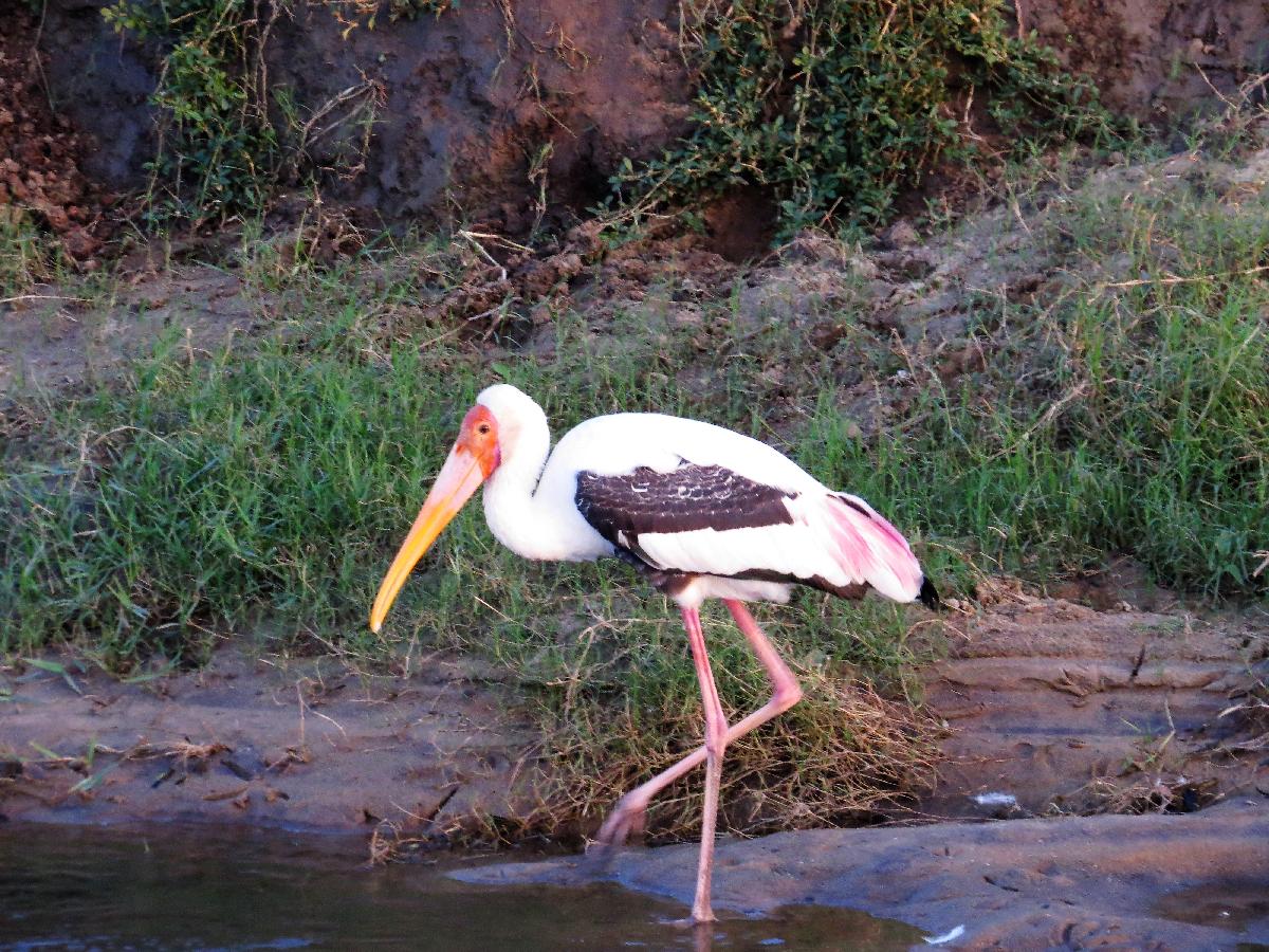 Painted stork