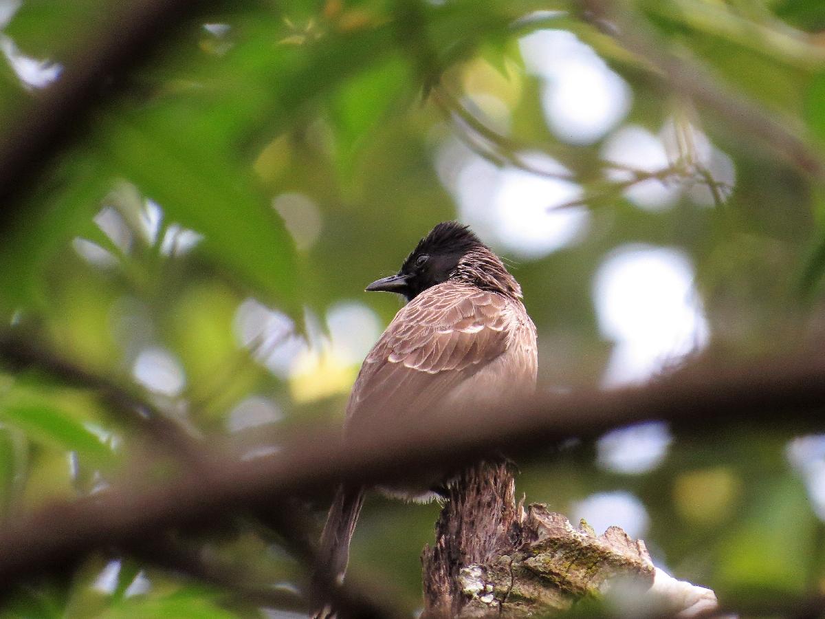 Red-vented bulbul