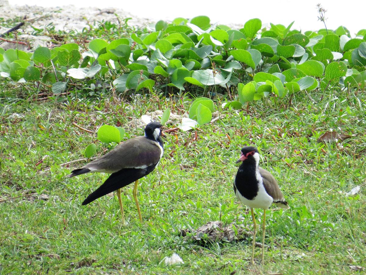 Red-wattled lapwing