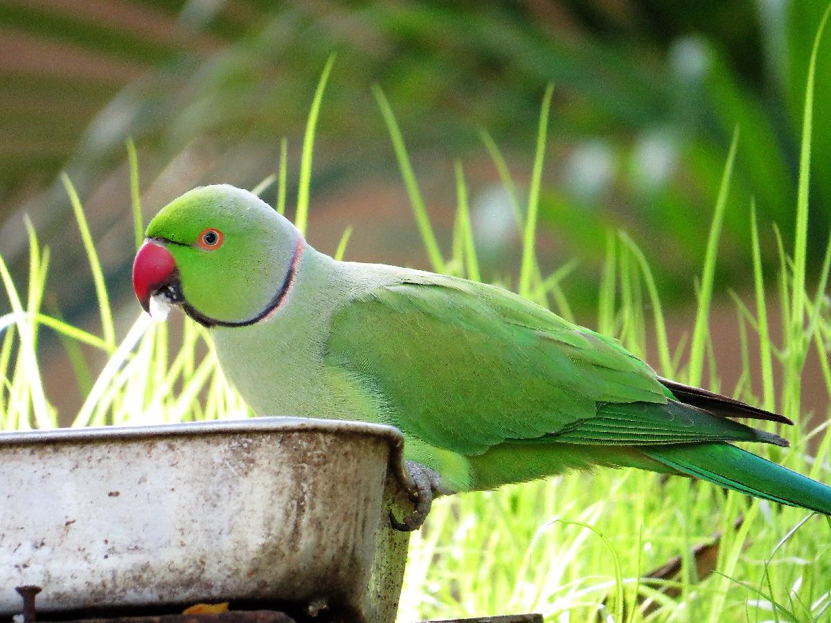 Rose-ringed parakeet