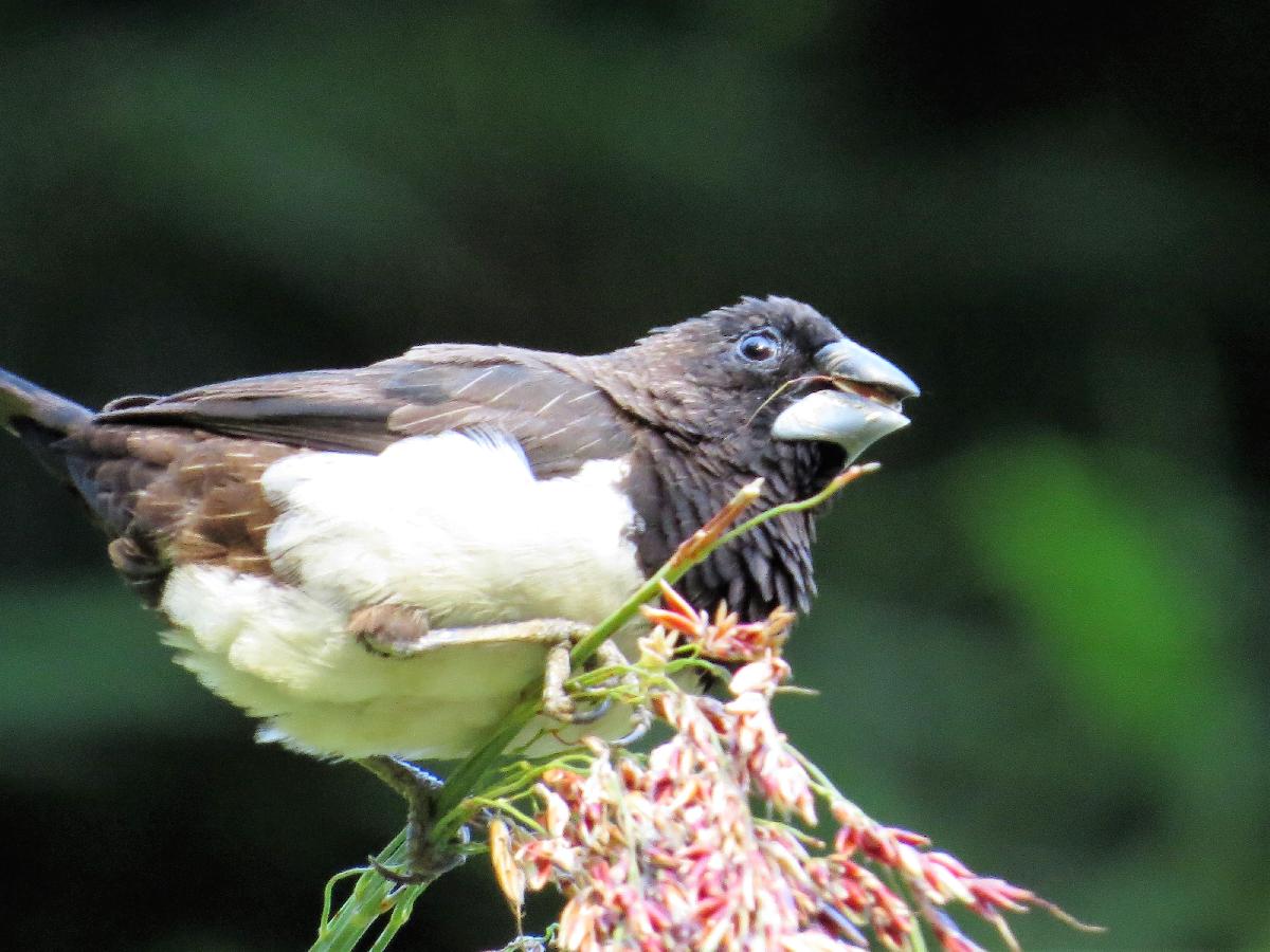 White-rumped munia