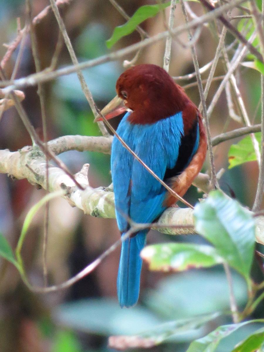 White-throated kingfisher