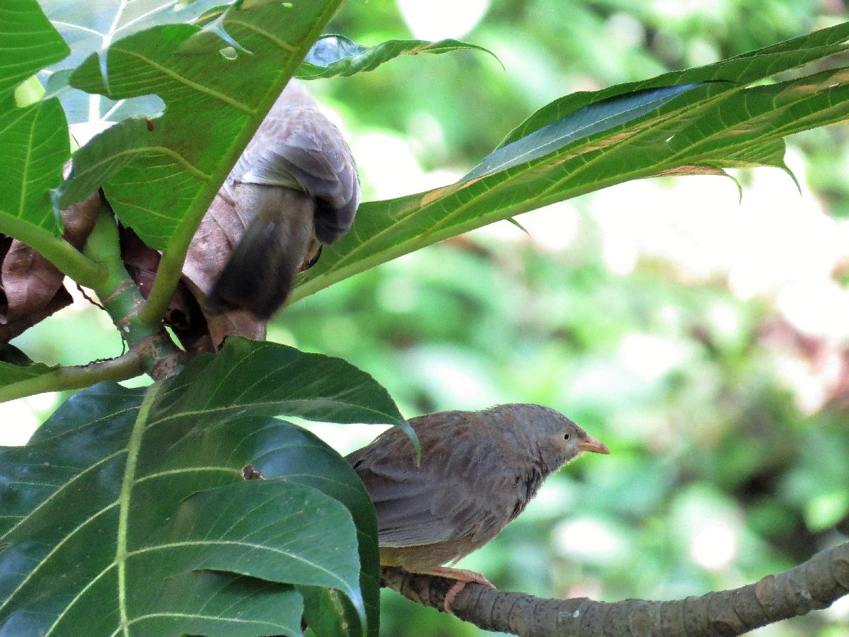 Yellow-billed babbler