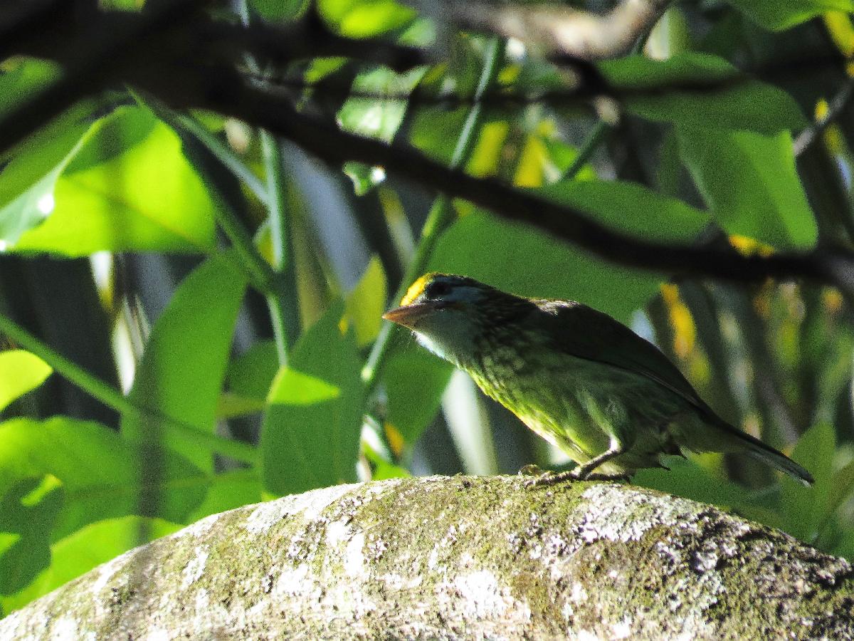 Yellow-fronted barbet