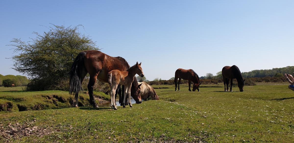 New forest in spring