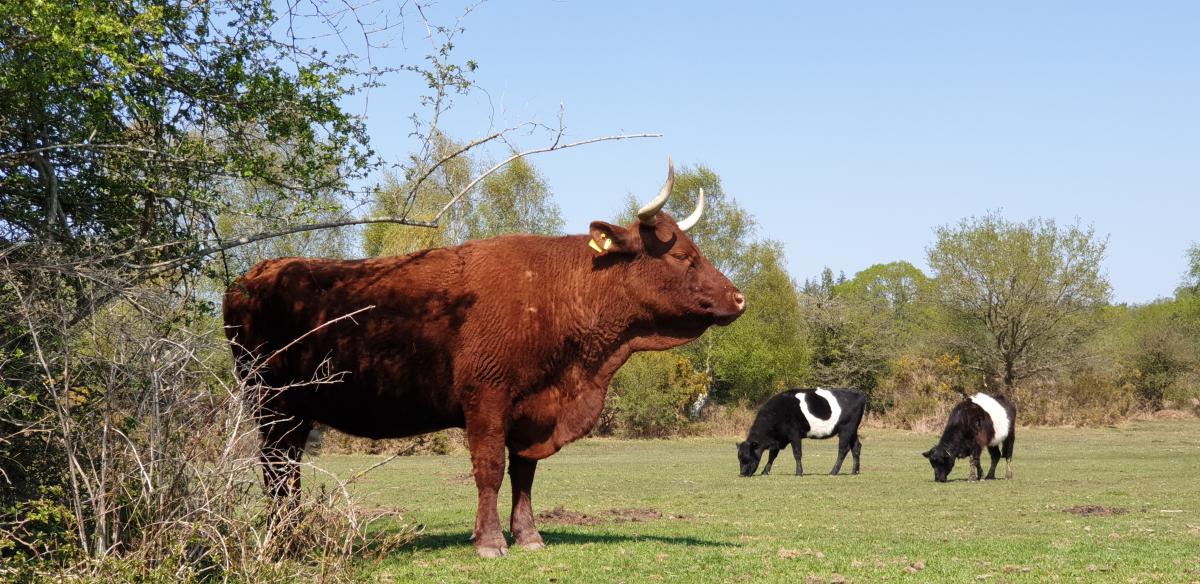 Too warm for grazing