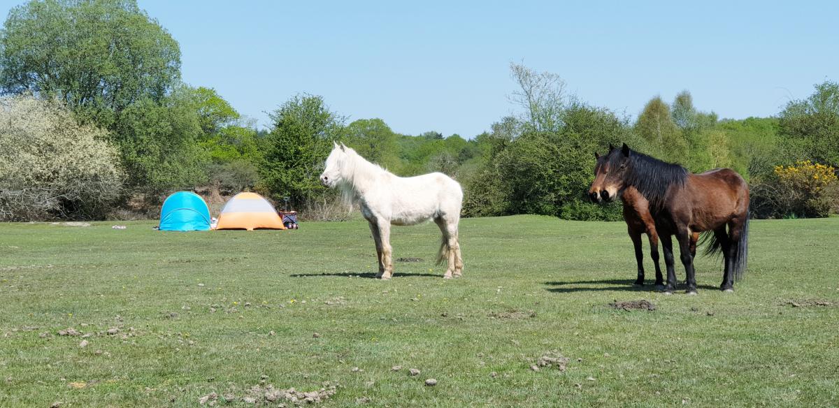 White horse