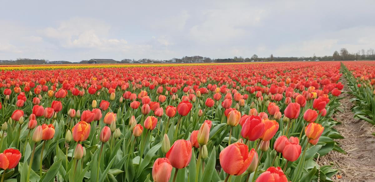 Tulip fields near Noordwijk carpark