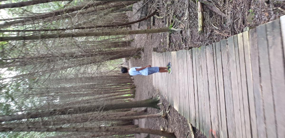 Wooden walking path to the woods