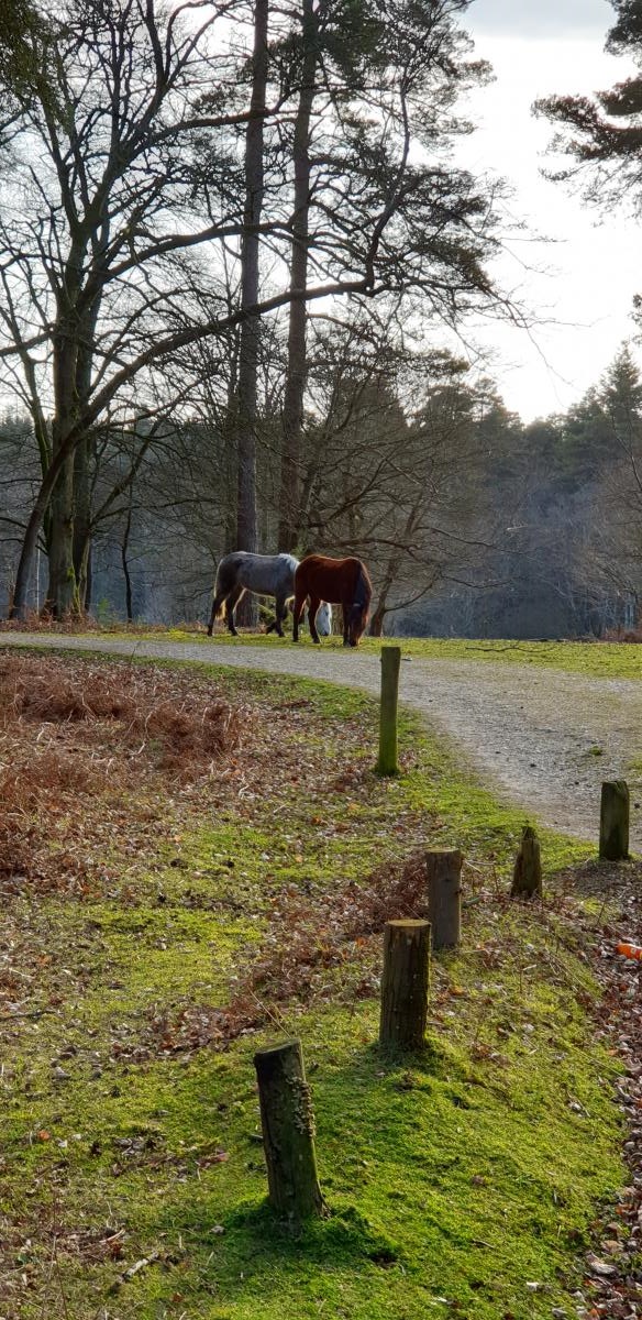 New forest spring again