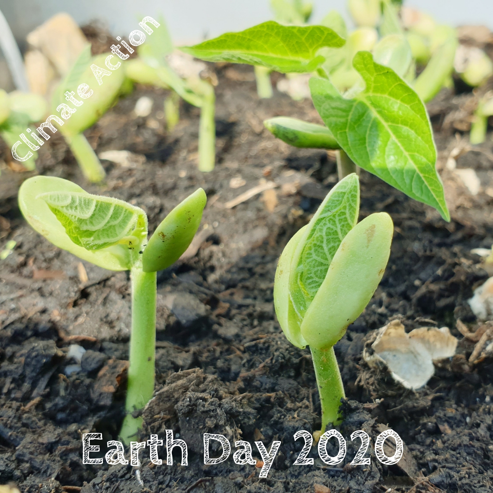 Earth Day 2020