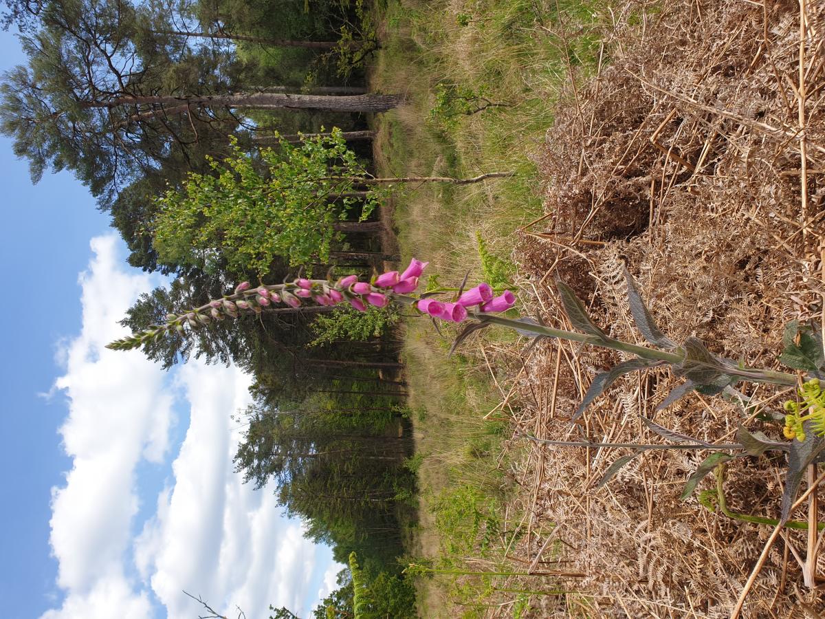 Not just trees plenty of flowering plants to see